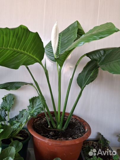 Спатифиллум сенсация зацветает