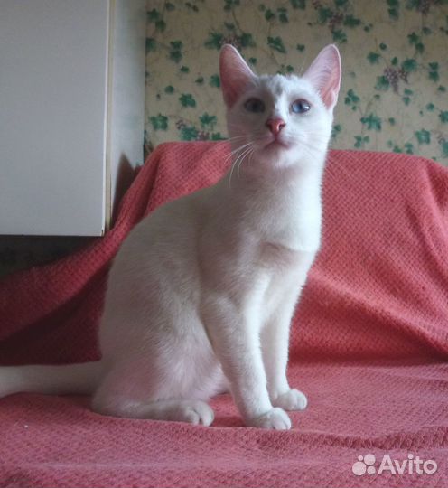 Кошечка в добрые руки