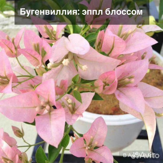 Бугенвиллея саженец