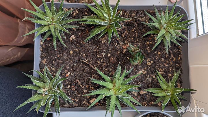 Хавортия полосатая