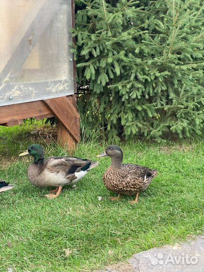 Утки подсадные для охоты чубарые