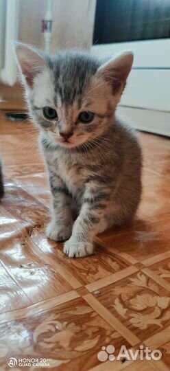 Котёнок Британец