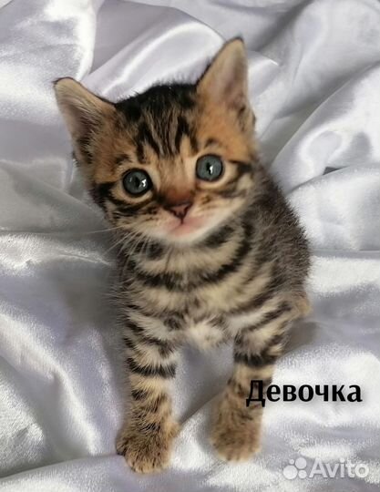 Котята