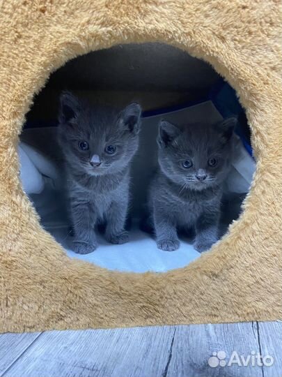 Отдам в добрые руки котят