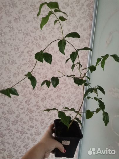 Сингониумы разные сорта