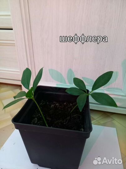 Комнатные растения