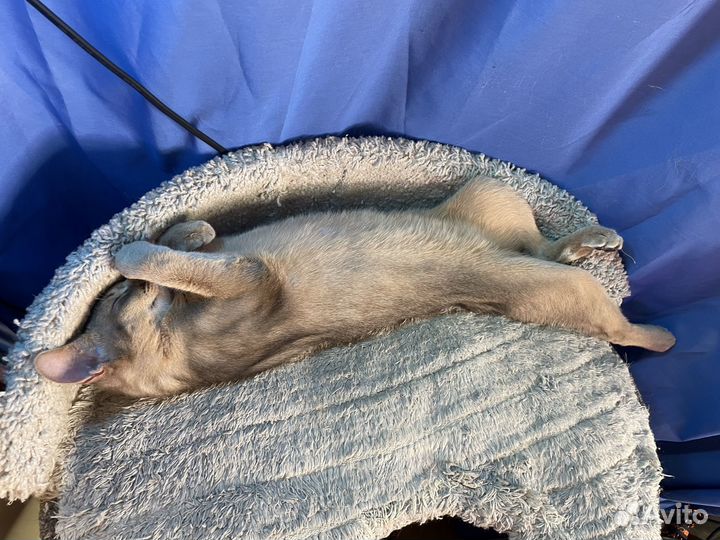 Абиссинские котята девочки