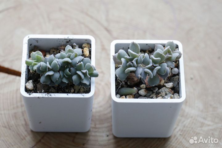 Суккуленты (детки)
