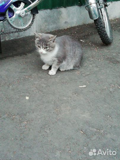 Отдам в хорошие руки бесплатно 2 взрослых котят