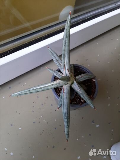 Сансевиерия silver clone