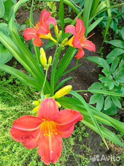 Лилии жёлтые, очень красивые