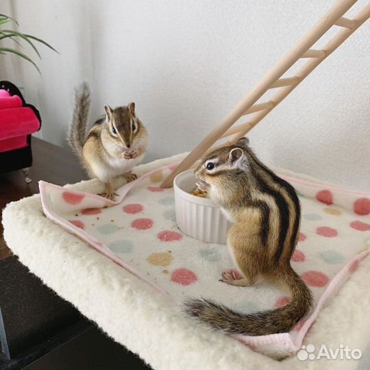 Бурундучата этого года