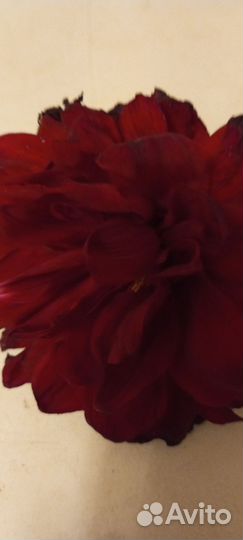 Георгины клубни