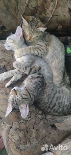 Котятки мальчик и девочка,смесь с бенгалом