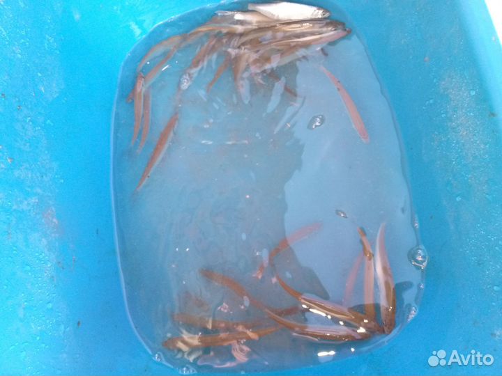 Живец для рыбалки