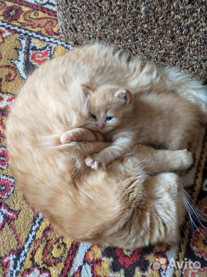 Рыжий котенок девочка