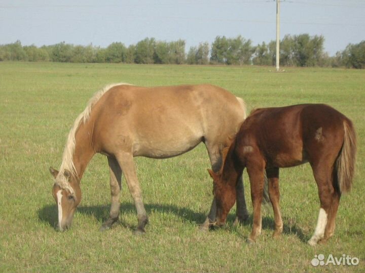 Кобылы с жеребенком