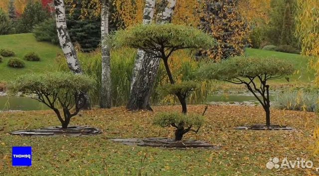 Ива шаровидный карлик (ниваки)