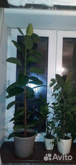 Фикус большой