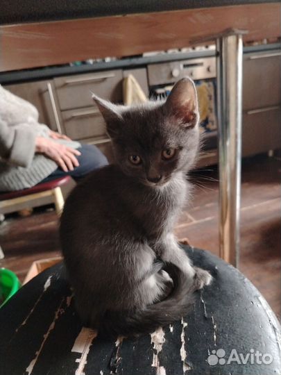 Котята