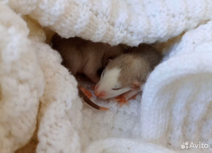 Крыса Дамбо