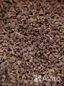 Семена фацелии оптом и в розницу