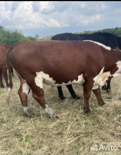 Нетели,Герефорды,мясное Направление