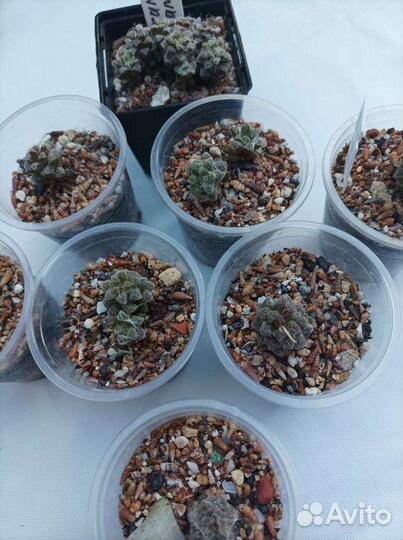 Комнатные растения, суккуленты,кактусы