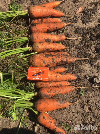 Свекла водан