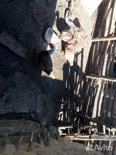 Индоутки коричневые