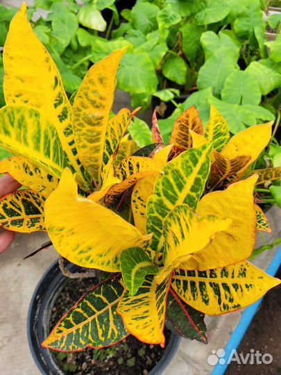 Кротон петра