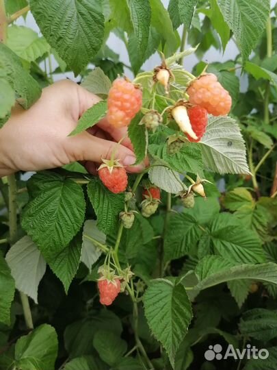 Ремонтантная малина, саженцы малины