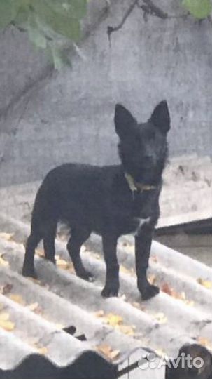 Умная собачка