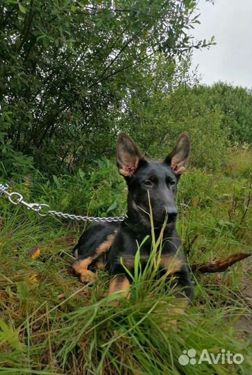 Девочка редкой красоты РКФ