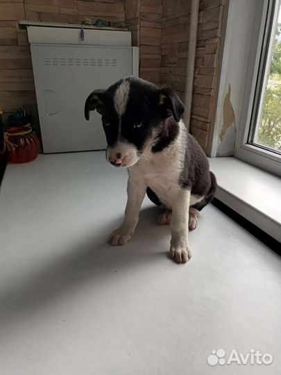 Щеночки 3,5 месяца в добрые руки