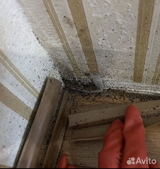 Уничтожение клещей клопов тараканов и тд