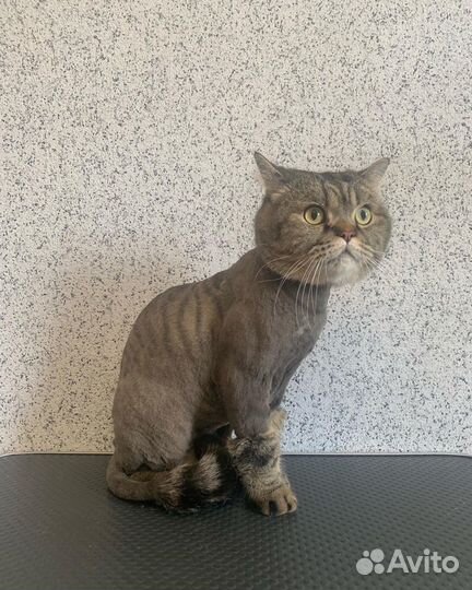 Стрижка кошек и собак