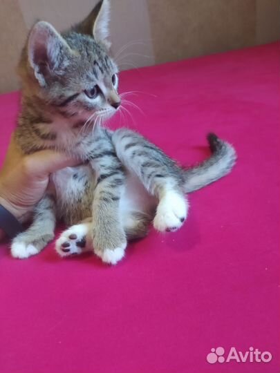 Кошка в дар бесплатно