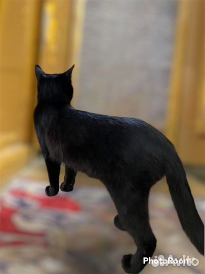 Отдам котят в добрые руки 1месяц и 7месяцев