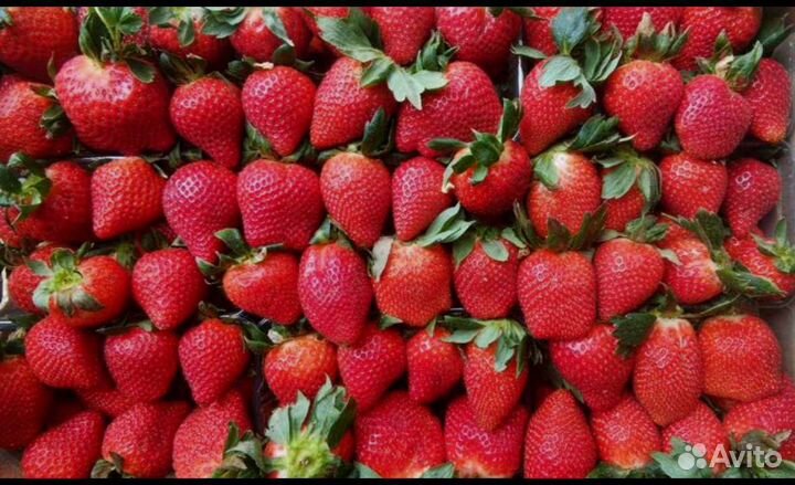 Арбуз. Дыня торпеда. Фрукты. Есть доставка