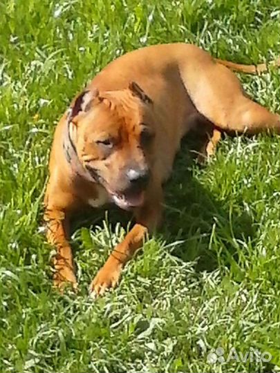 Щенки питбуля