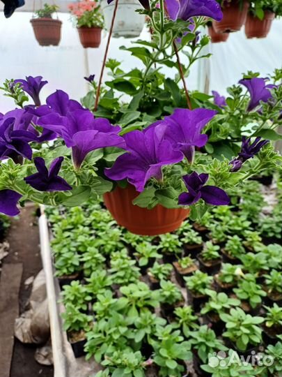 Подвесные кашпо петуния, калебрахоа