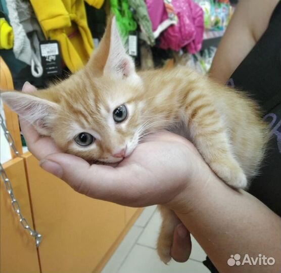 Нежная красивая девочка в добрый дом