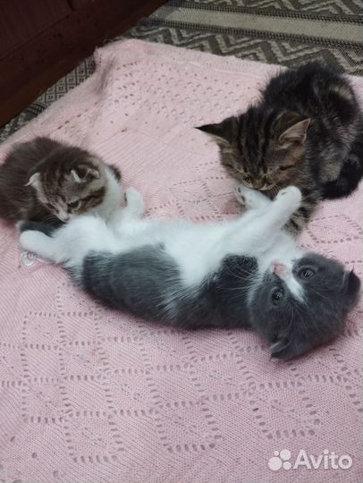 Шотландские котята
