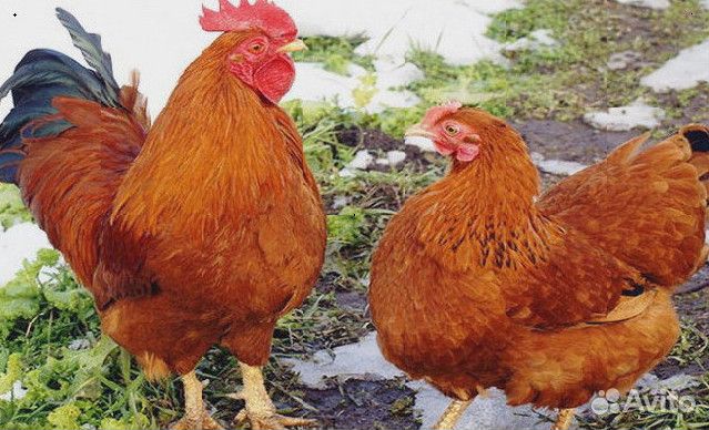 Куры несушки Ломан браун