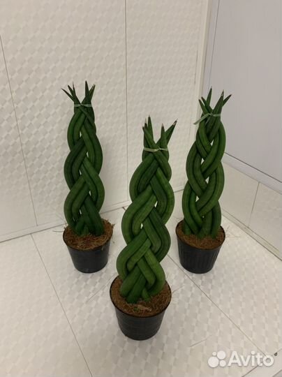 Сансивиерия цилиндрика косичка