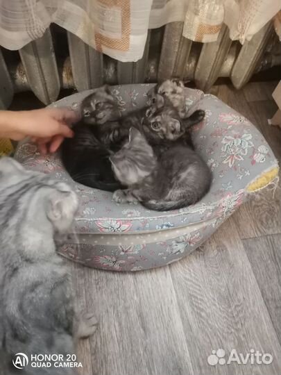Продаю шотландских котят вислоухих