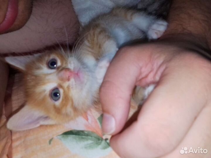 Милые котята, в добрые руки. Котята ласковые