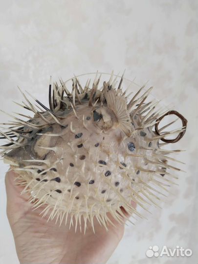 Рыба ёж фугу шар