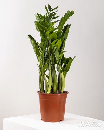 Цветок Замиокулькас в горшке